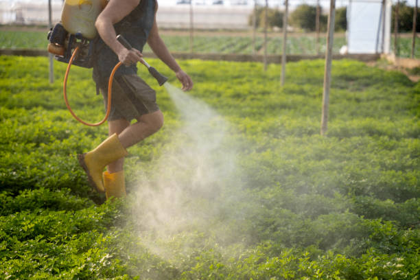 Best Termite Control Services  in Los Banos, CA