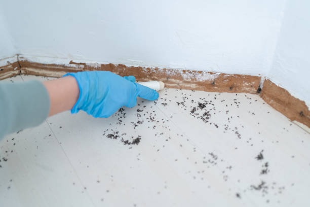 Best Spider Control Near Me  in Los Banos, CA